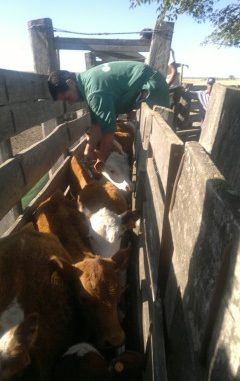 vacunacion