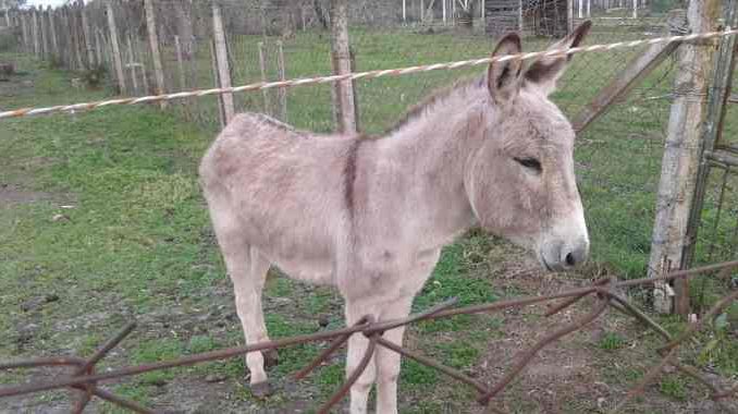 Burro del parque h60553