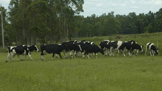 Campo de recría