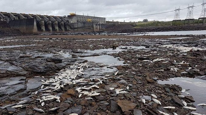 Mortandad de peces en represa del Palmar