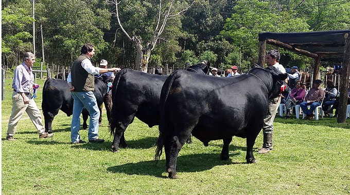 Destacada muestra Angus en la pista de Guichón – Diario El Telégrafo