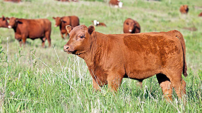 Red Angus bull calf