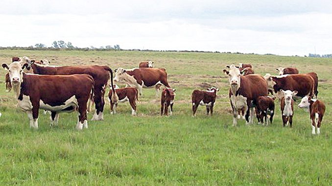 Ganado Hereford