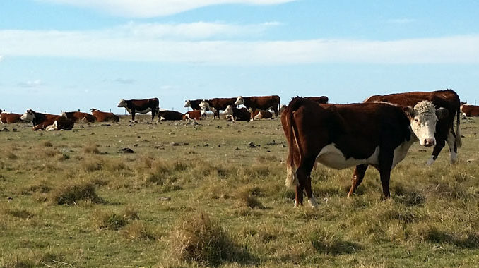 Ganado en campo