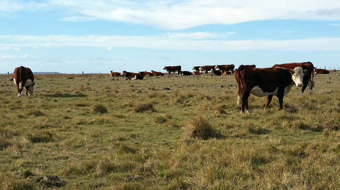 Ganado en campo