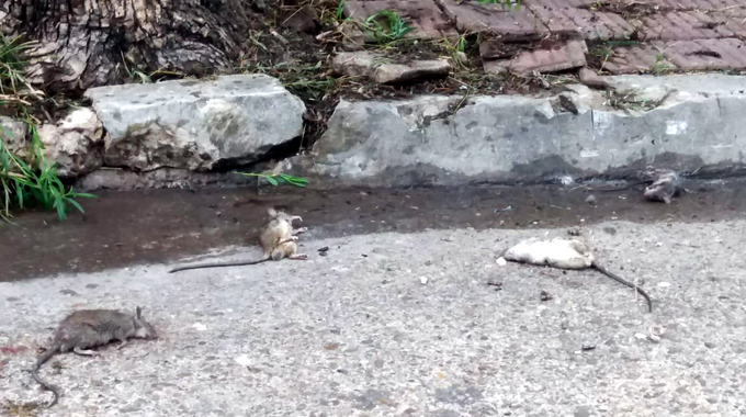Vecinos denuncian que conviven con ratas de un depósito cercano ...