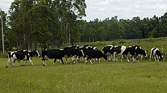 Campo de recría