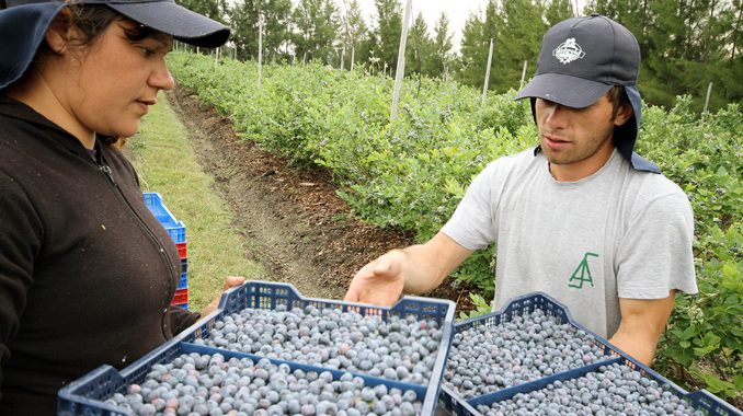 Trabajadores rurales