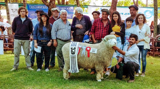 Corriedale Durazno