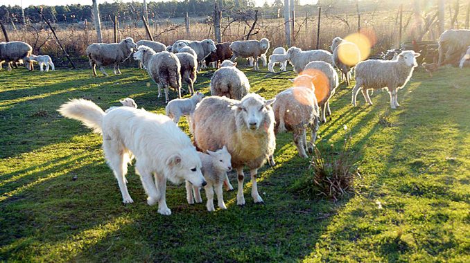 Maremma perros