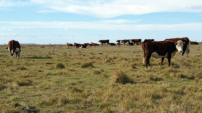 Ganado en campo