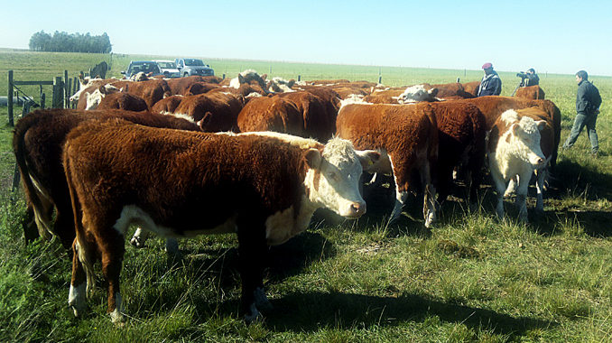 Hereford2