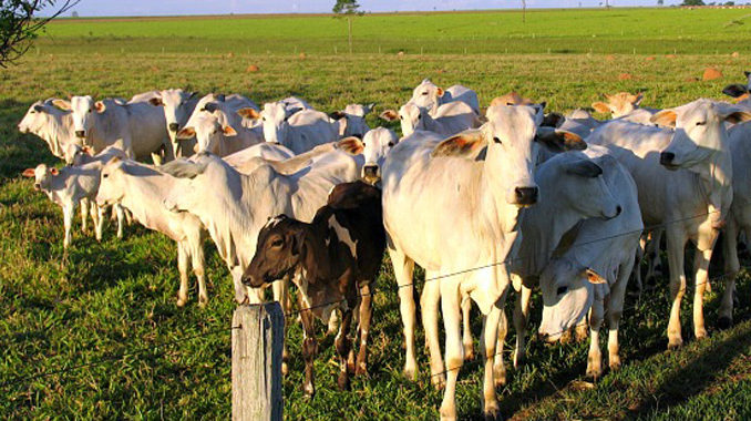 Vaca loca Brasil