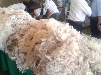 Sin ventas en mercado interno de lanas; aguardan novedades desde el exterior