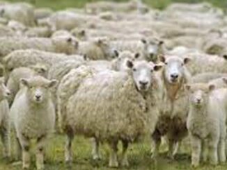 Aumentó el stock ovino en Paysandú un 4%