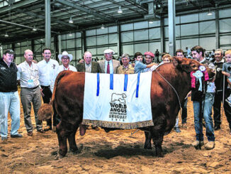 Toro de Frigorífico Modelo fue elegido el mejor del continente