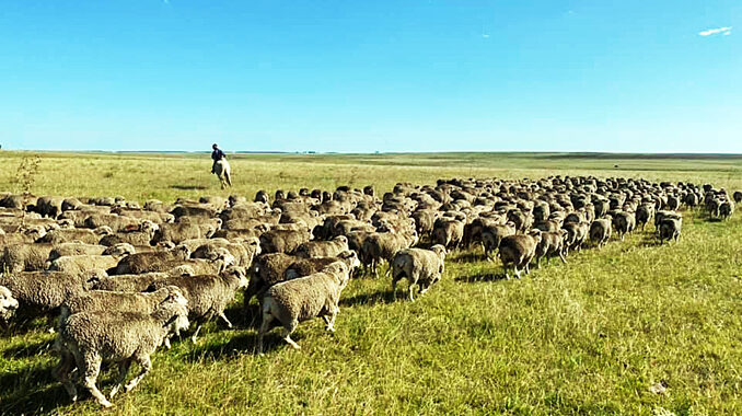 Lanares en el campo