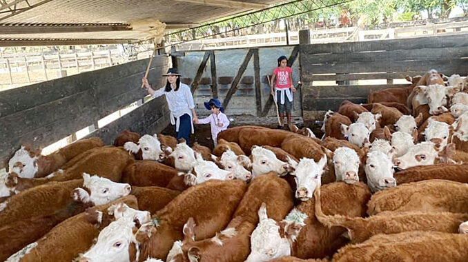 Vacunos en corral