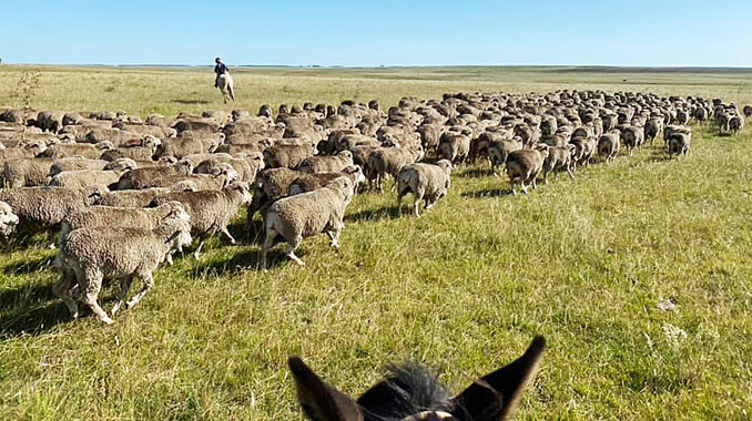 Lanares en el campo copia