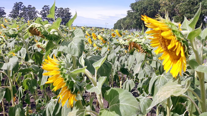 Girasol-pa-abajo