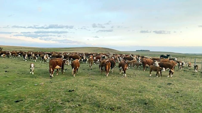 Campo-y-ganado