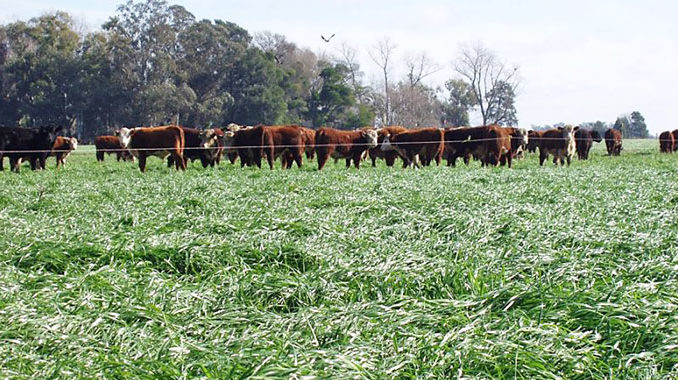 Pasturas-sembradas