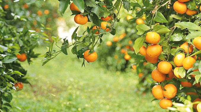 Citrus
