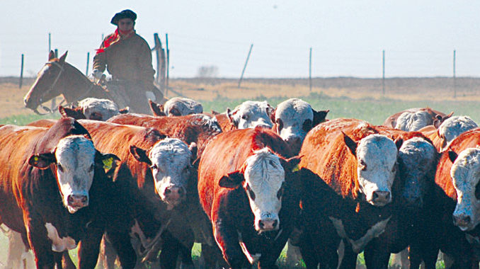 Ganado-Argentina