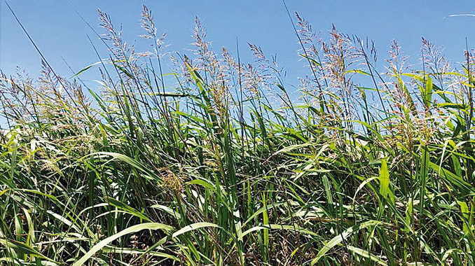 Sorgo-alepo