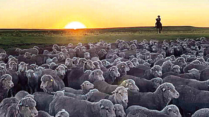 Ovejas amanecer