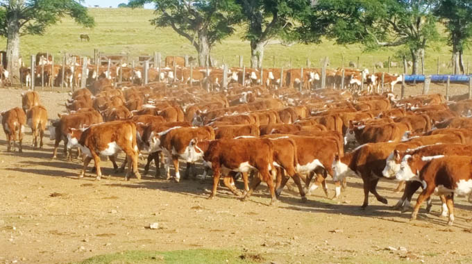 En Plaza Rural se comercializaron 8.192 terneros, novillos y vacas de ...