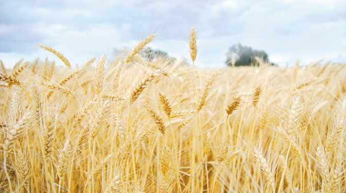 Eemac Jornada de campo en la Eemac sobre ensayos de trigo y cebada – Diario ...