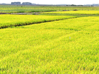 Se espera que este será el año para marcar un nuevo valor máximo histórico en la zafra de arroz.