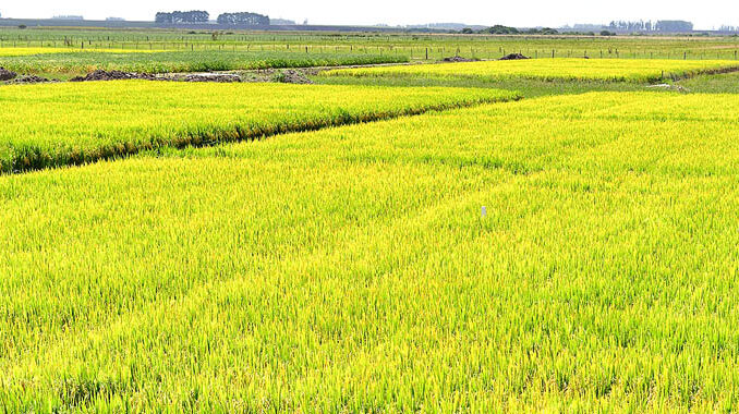 Se espera que este será el año para marcar un nuevo valor máximo histórico en la zafra de arroz.