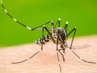 Aedes Aegypti, mosquito trasmisor de la enfermedad dengue.
