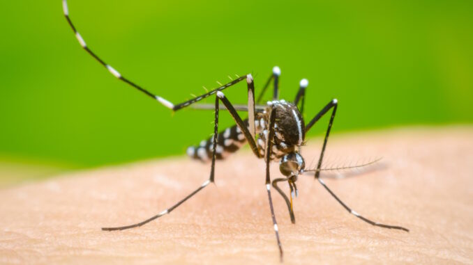 Aedes Aegypti, mosquito trasmisor de la enfermedad dengue.
