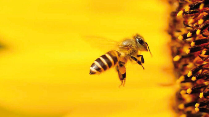 Abejas-reinas