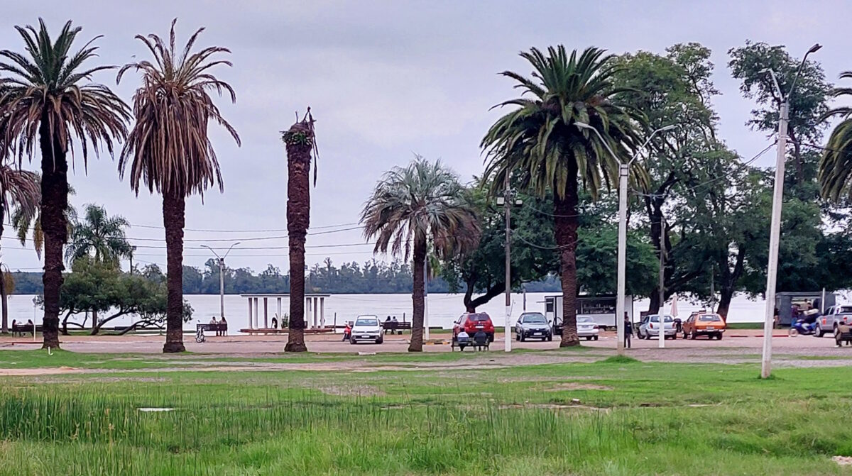 En la zona del Balneario Municipal ya secó decenas de palmeras, que aún no fueron retiradas.