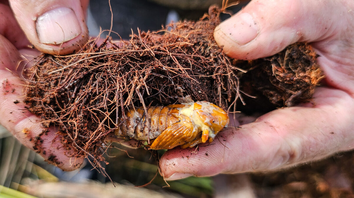 La larva de picudo tiene unos 5 cm de largo.