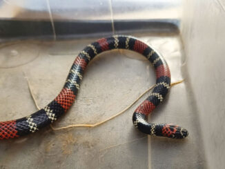 La serpiente fue retirada en un recipiente de plástico
