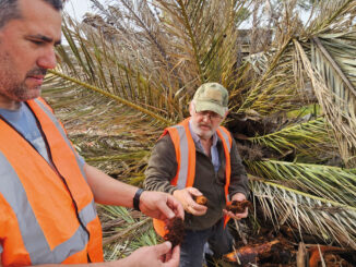 Derriban palmera para determinar si fíe colonizadores por el picudo rojo o el negro.