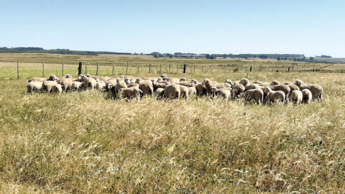 Para mantener el equilibrio del campo natural es necesario tener ovinos.