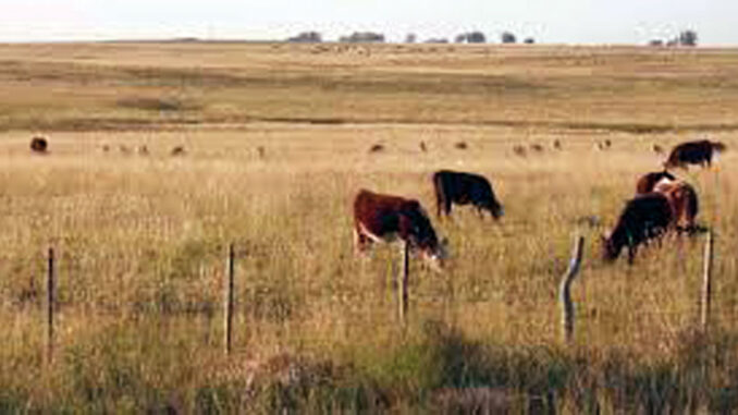 Campo-natural
