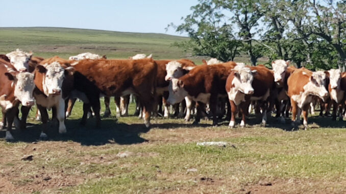 Vacas-pampas