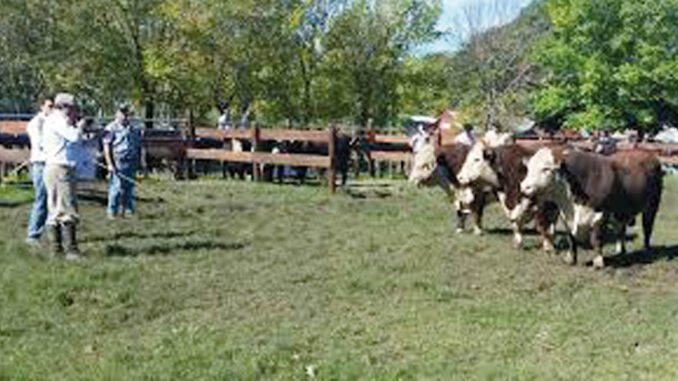 Hereford Expo Nacional