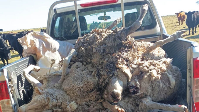Matanza de ovejas
