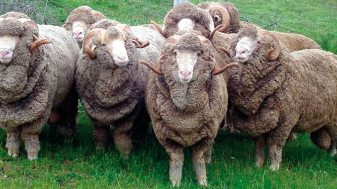 Merino-carneros