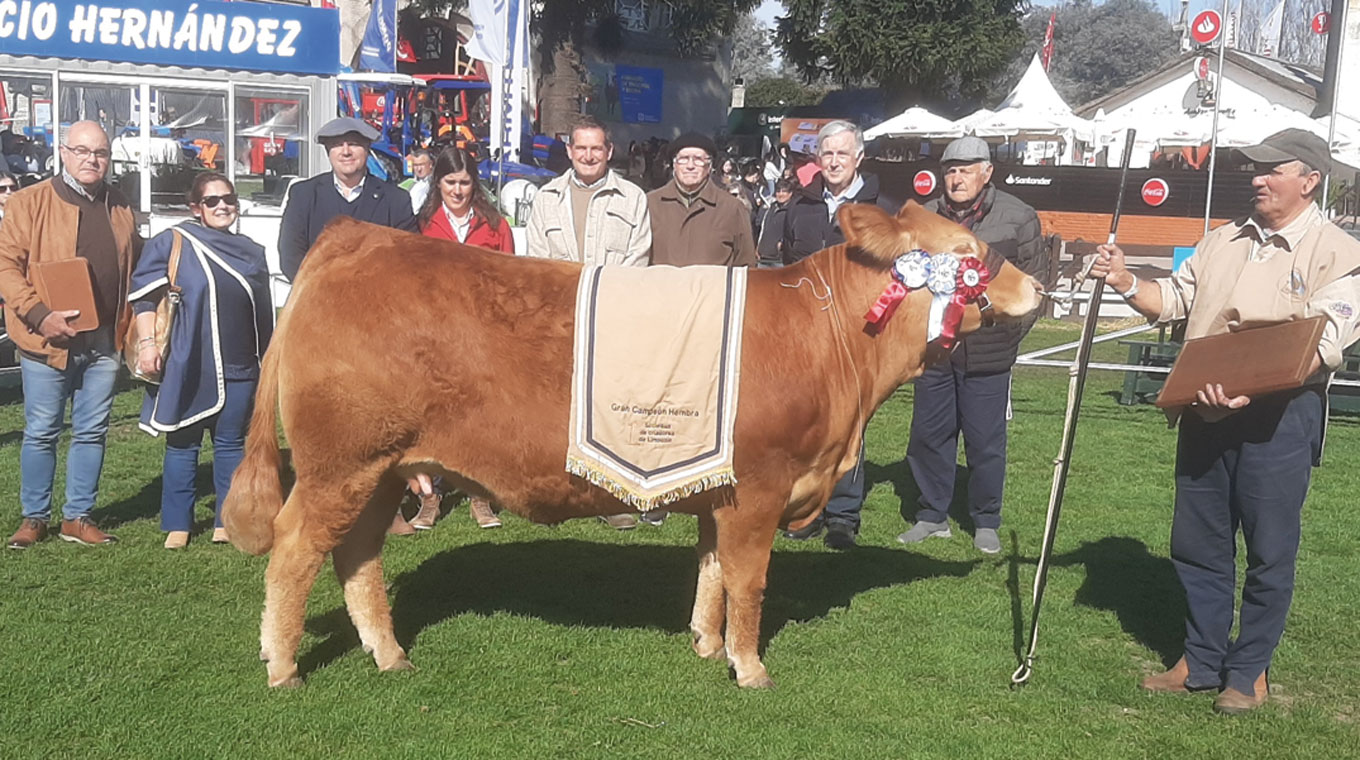 Ada Raza Que Limousin con animales que hacen “honor a la raza” – Diario El Telégrafo