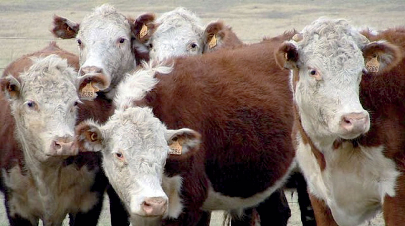 El Mercado del Novillo en el Mercosur: Corrección a la Baja y Dinámicas Regionales