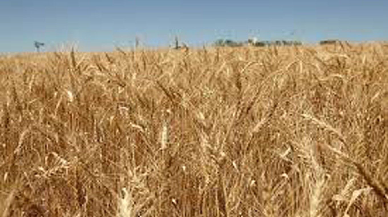 Incertidumbre por la zafra de cultivo de cebada – Diario El Telégrafo